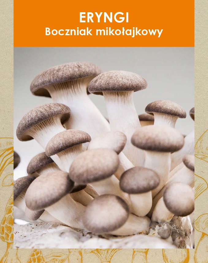 

Boczniak Mikołajkowy, Eryngii grzybnia 20 kołków