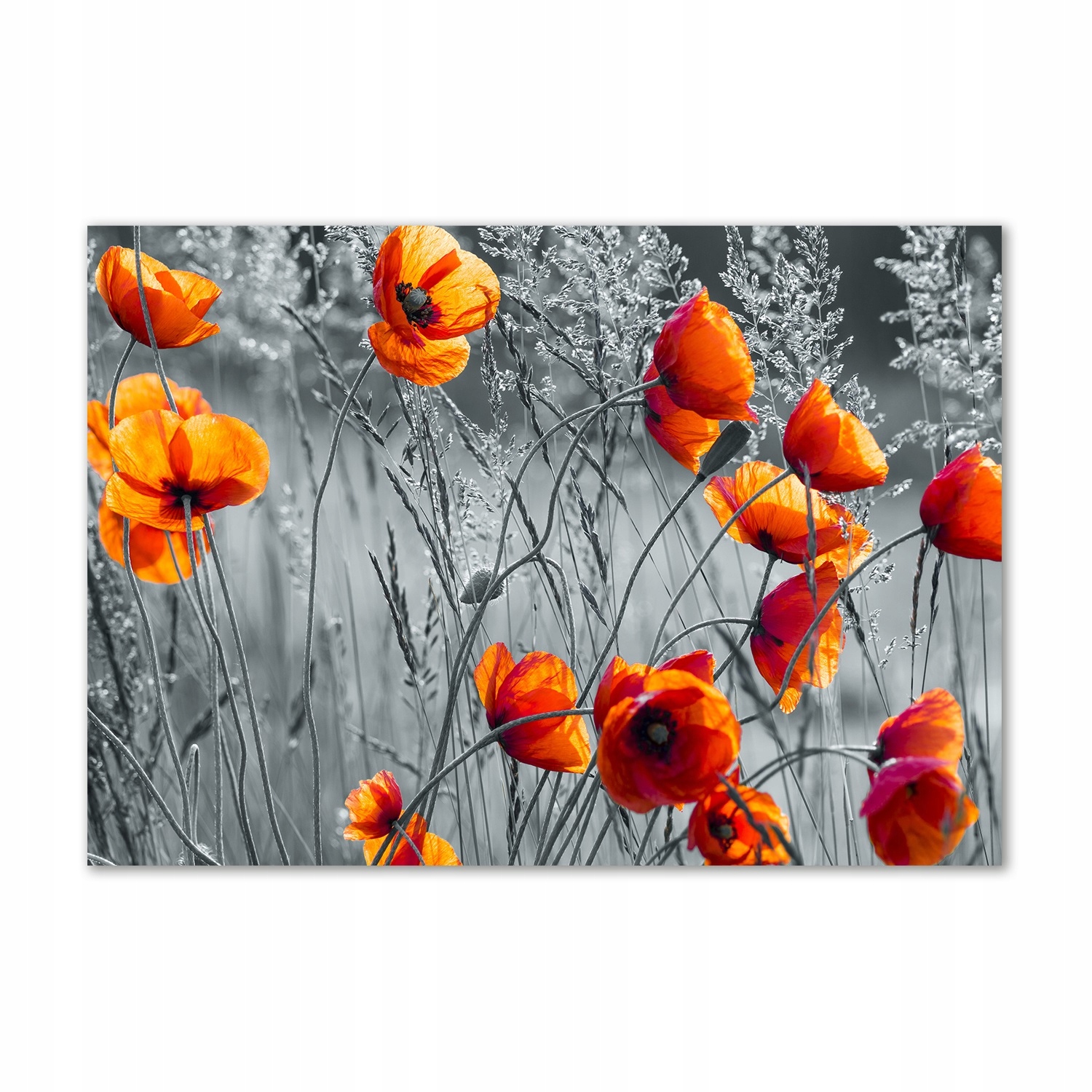 

Foto obraz szkło hartowane Polne maki 100x70