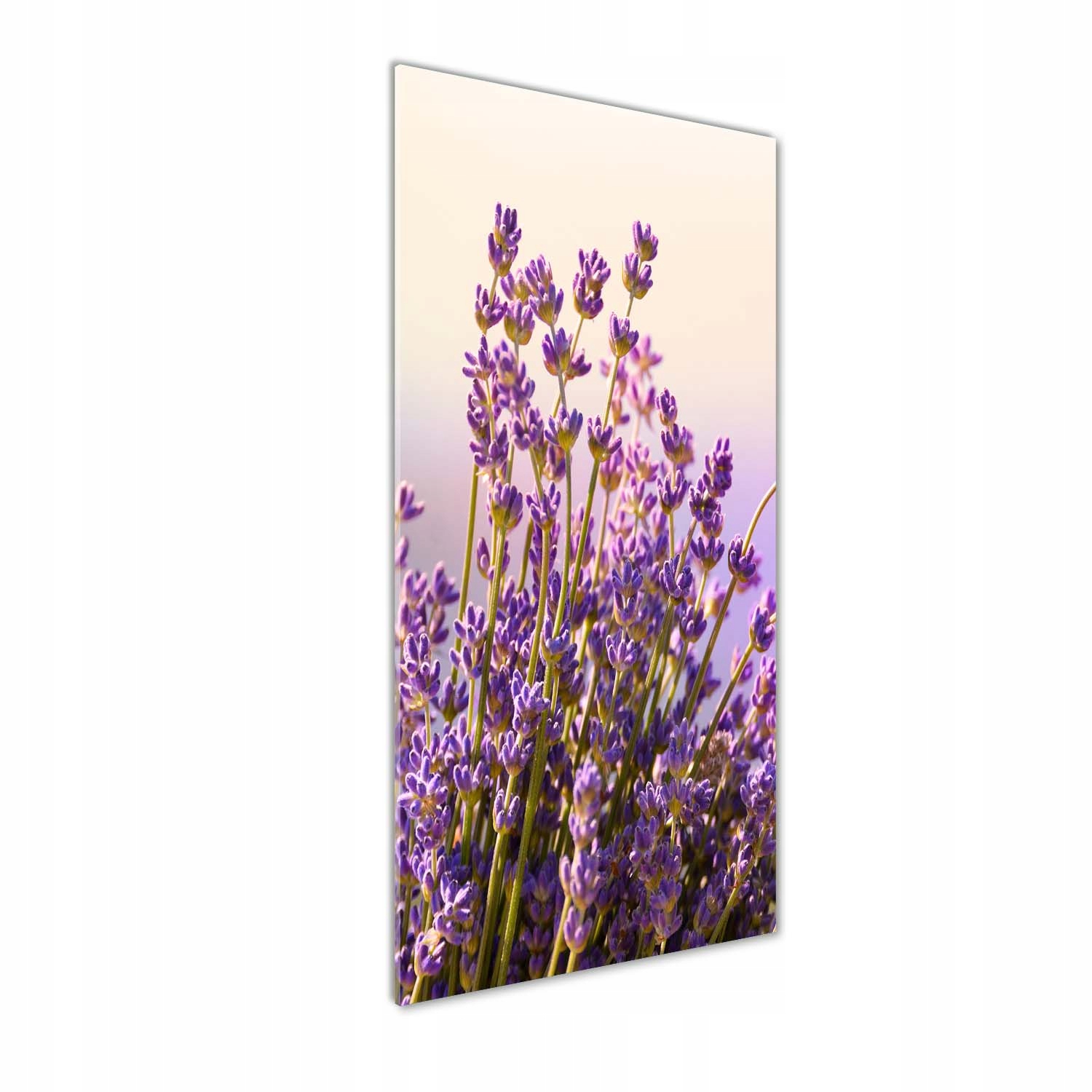

Foto-obraz zdjęcie na szkle Lawenda 50x125 cm