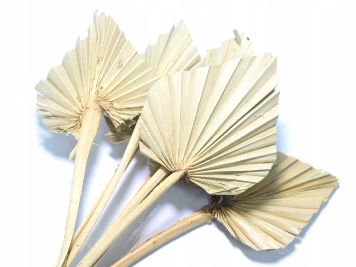 

10x Suszony liść palmowy naturalny palm spear