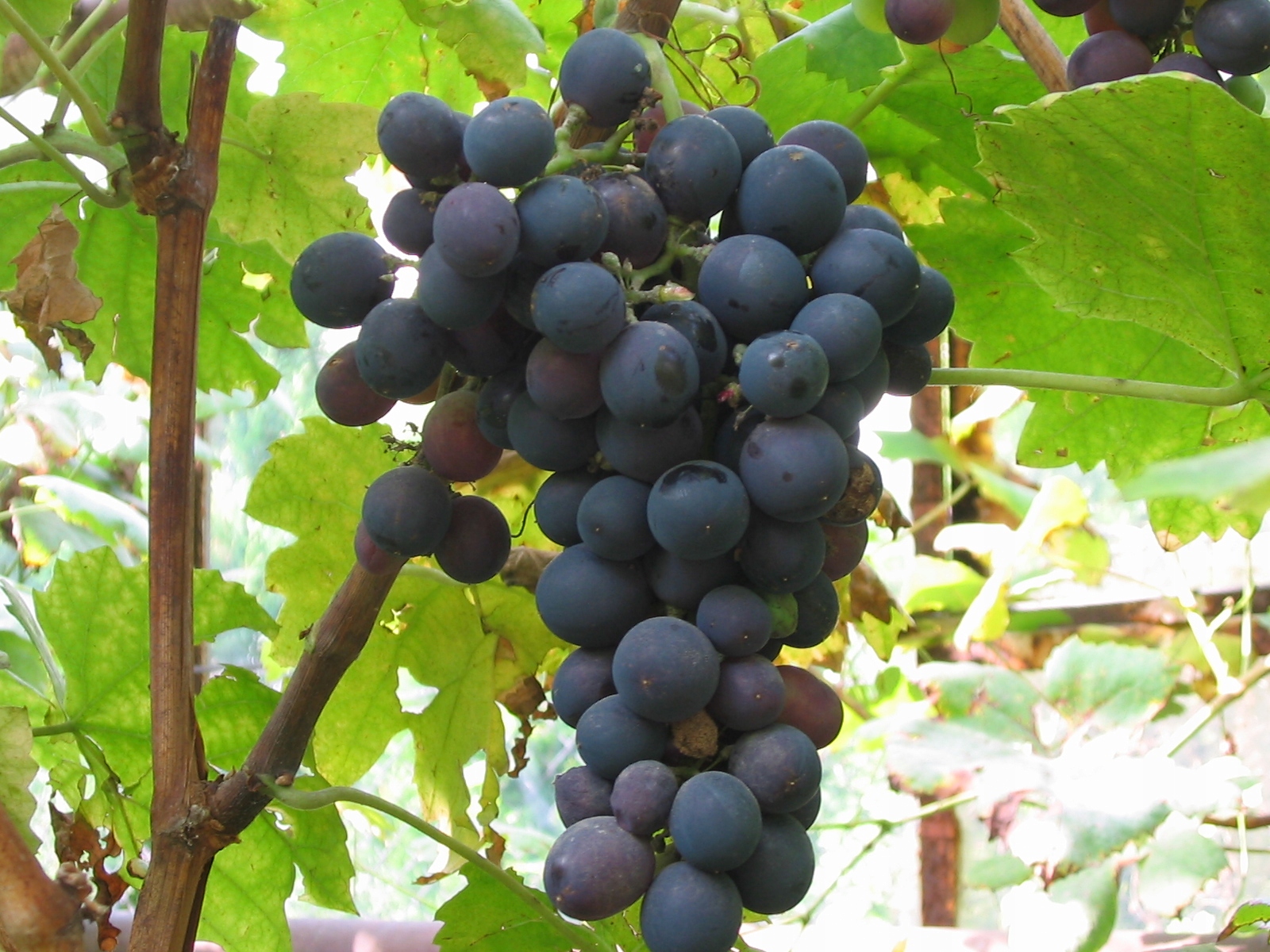 ~VINÁRSTVO HROZNA Odroda: Peage VÝROBCA