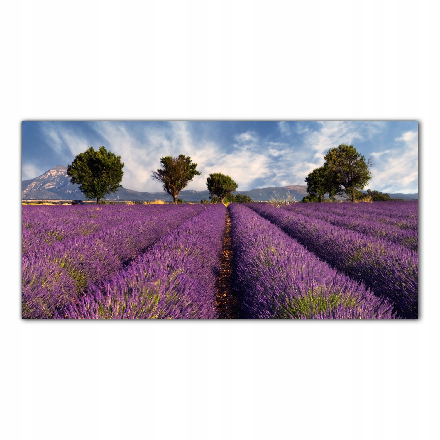 Levandulová Pole Natura 120x60 Panel sklo do kuchyně