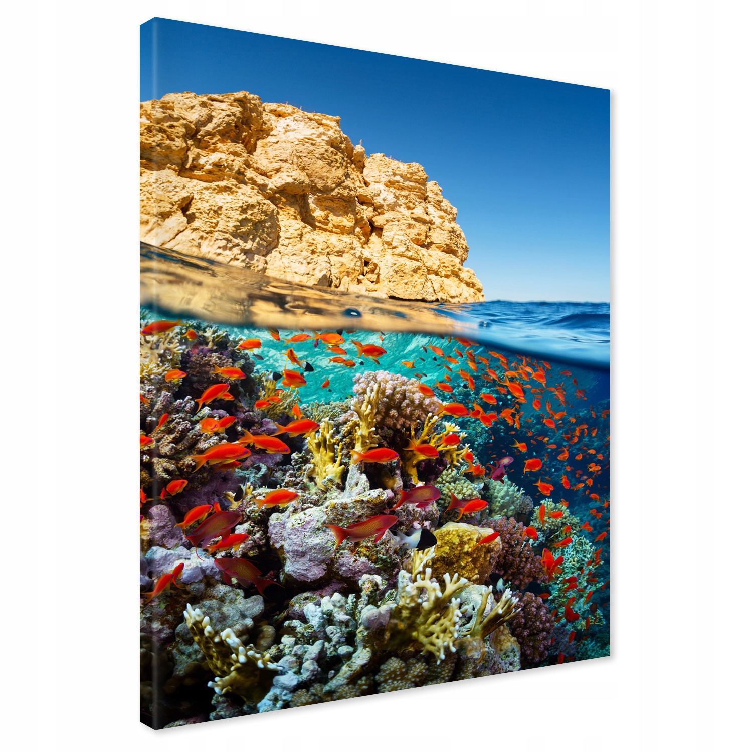 

Obraz na płótnie rafa koralowa ocean 50x70