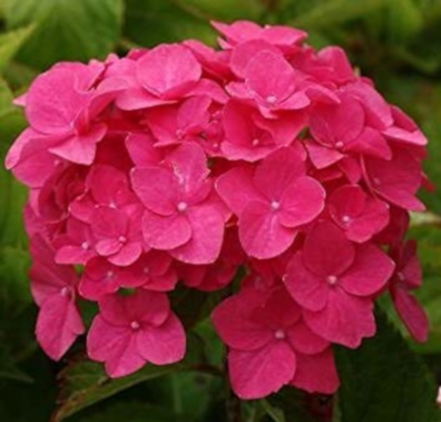 HORTENSJA RED BARON - sadzonki w doniczkach !!! Producent inny