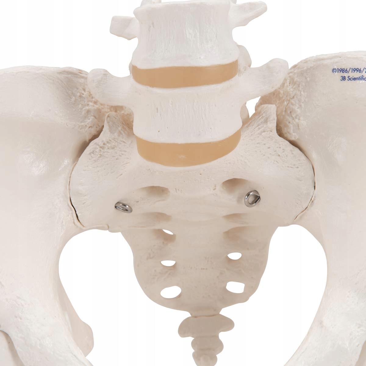 3B SCIENTIFIC Model Miednicy Kobiety Z Aplikacją Smart Anatomy — miniatura 5