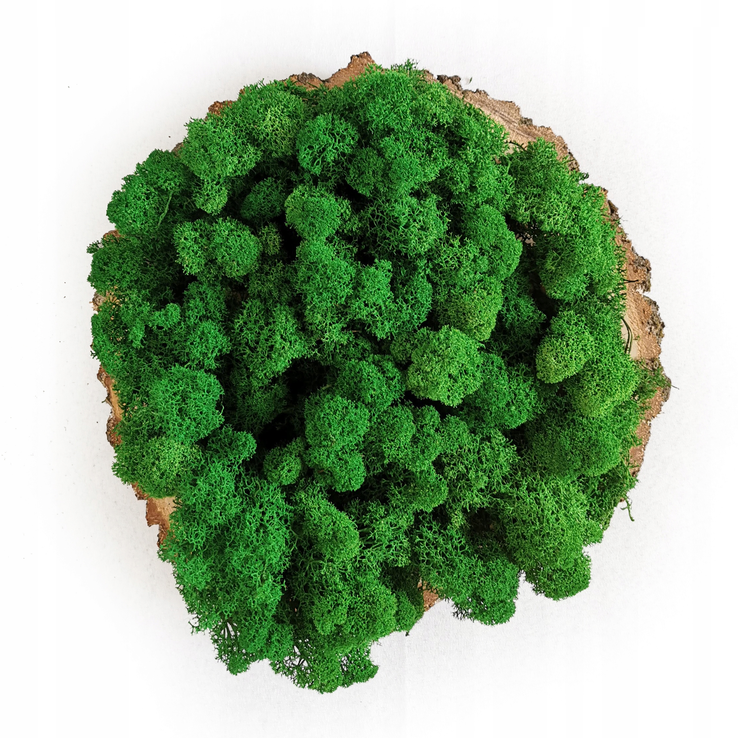 

500g netto Mech Chrobotek Oczyszczony Zielony