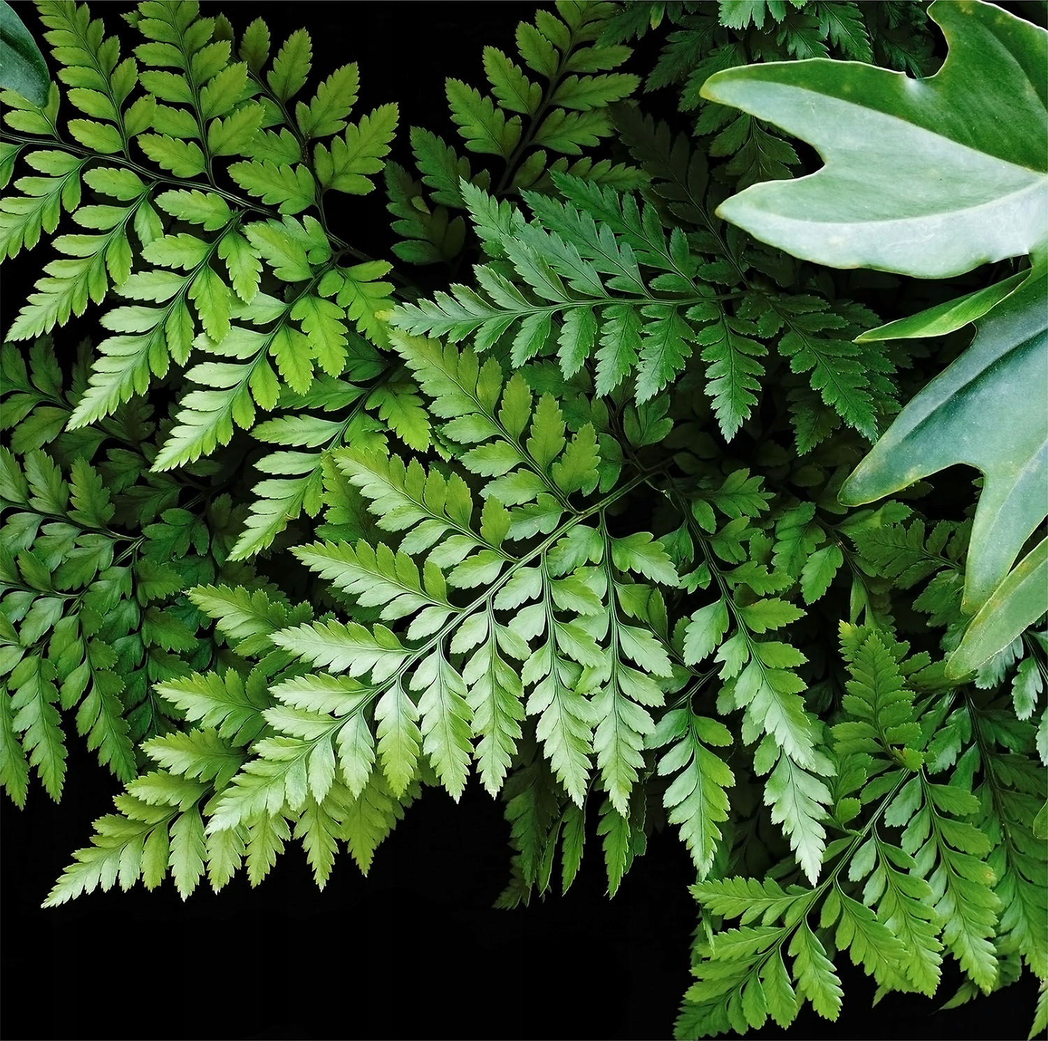 MAGNETYCZNA OSŁONA NA KALORYFER 60x60 KWIATY Stan opakowania oryginalne