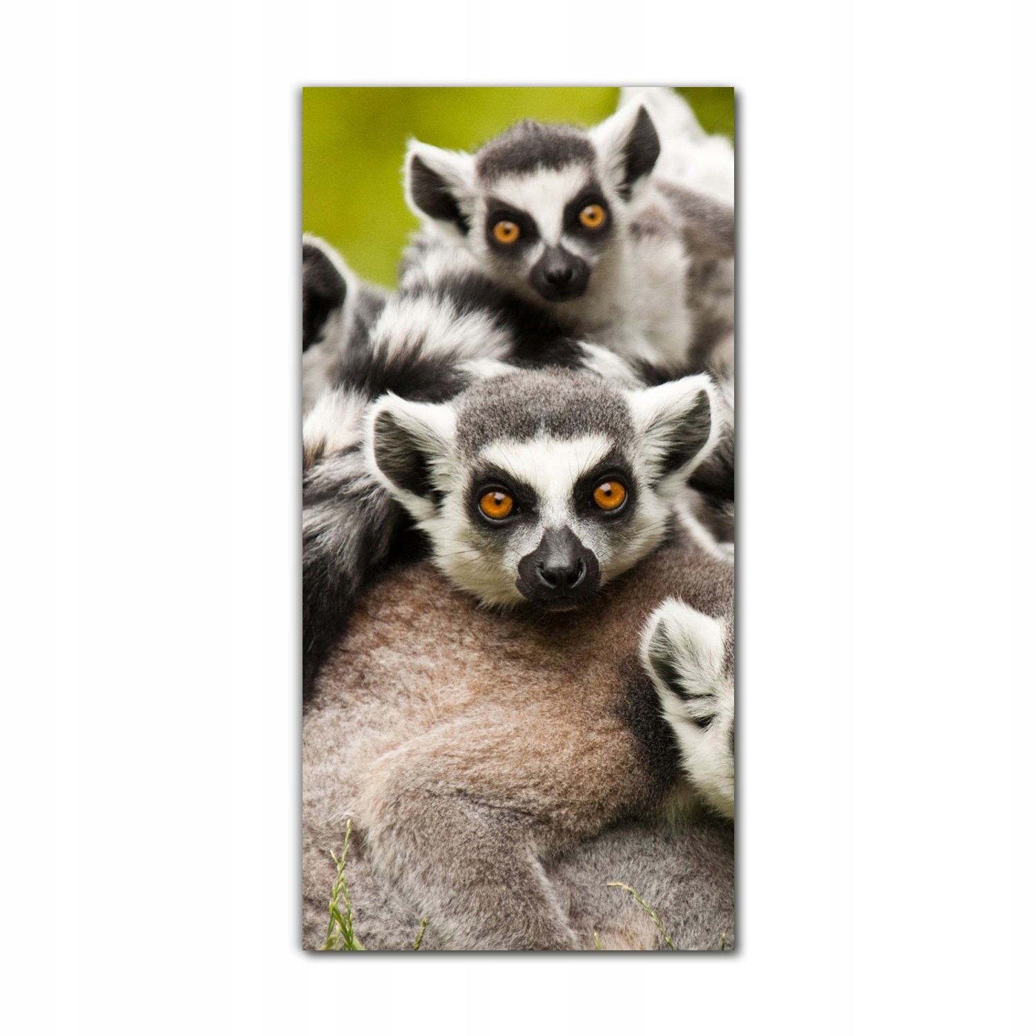 

Obraz na szkle do kuchni 60x120 Madagaskar Afryka