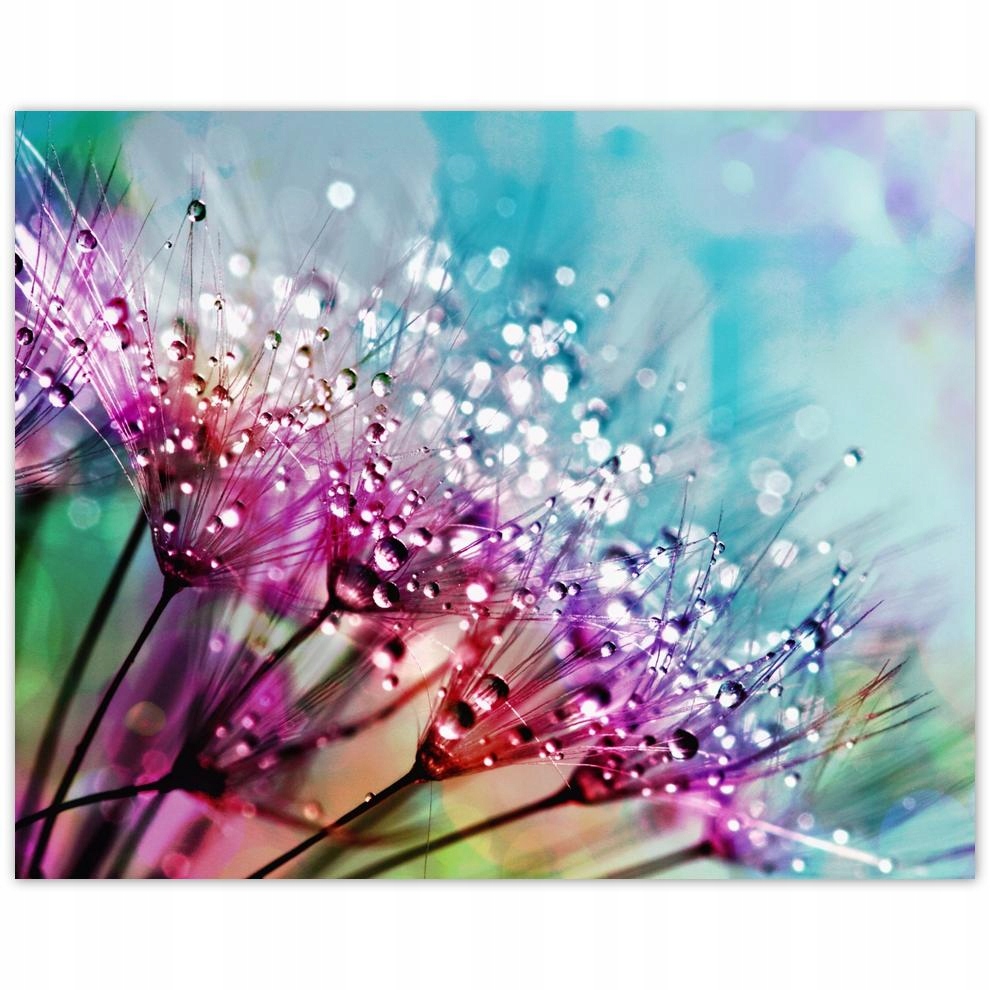 

Plakat 50x40 Krople rosy Dmuchawiec