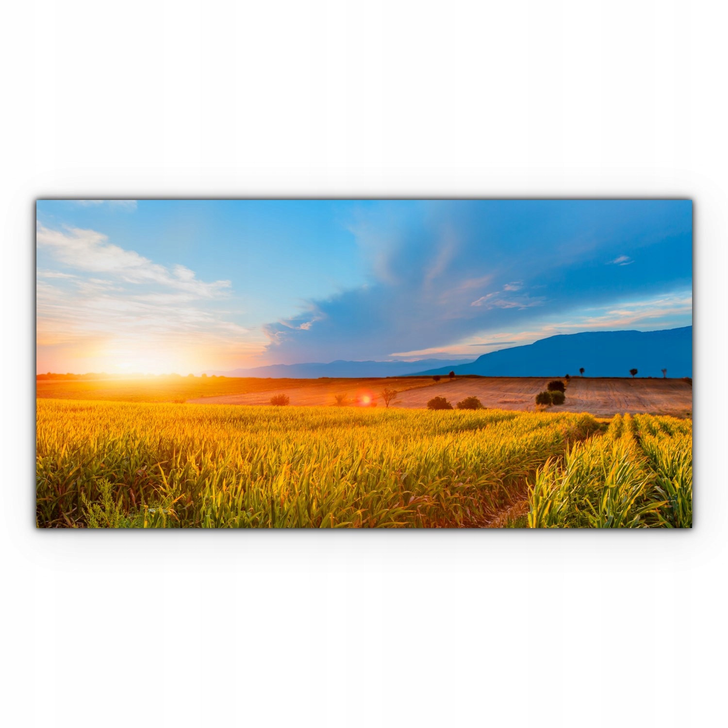 

Obraz canvas na ścianę 100x50 Pole Kukurydzy Farma