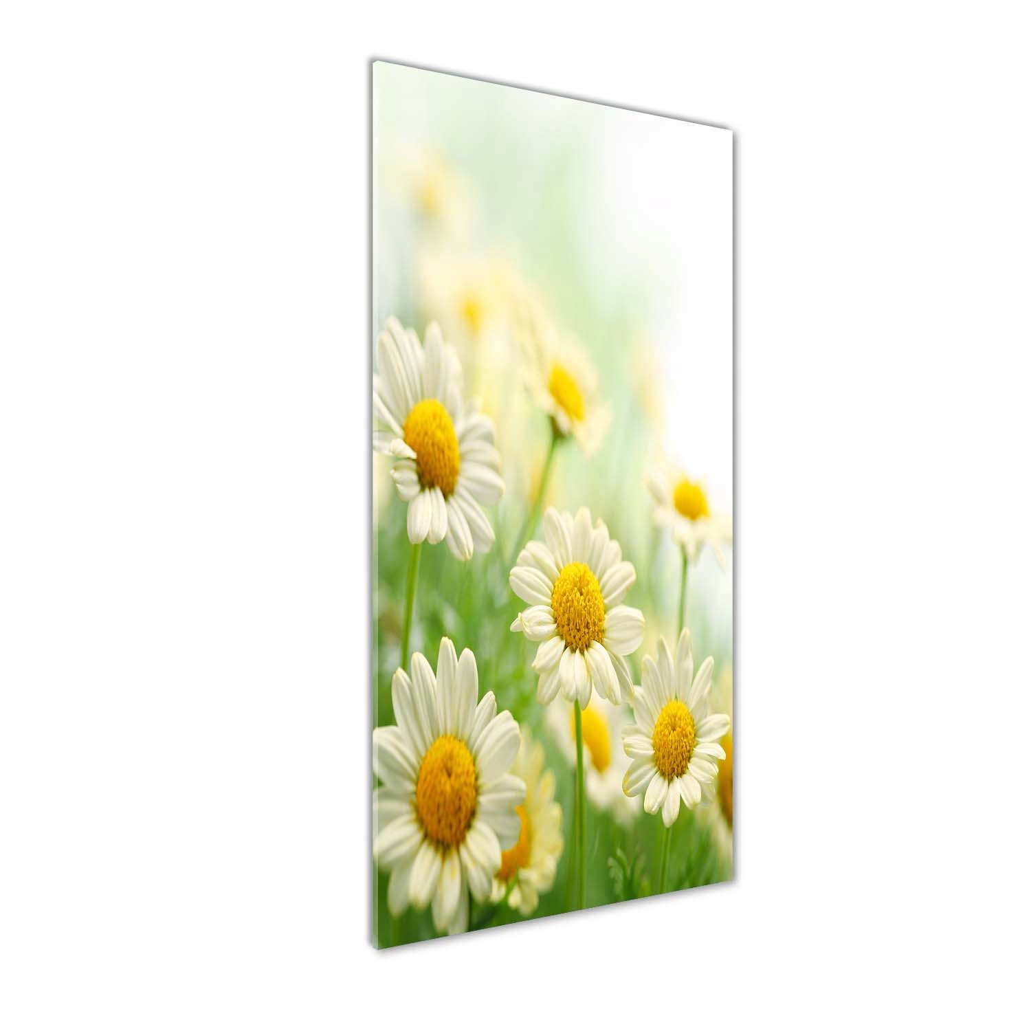 Akrylový fotoobraz na stenu Stokrotky 50x125 cm