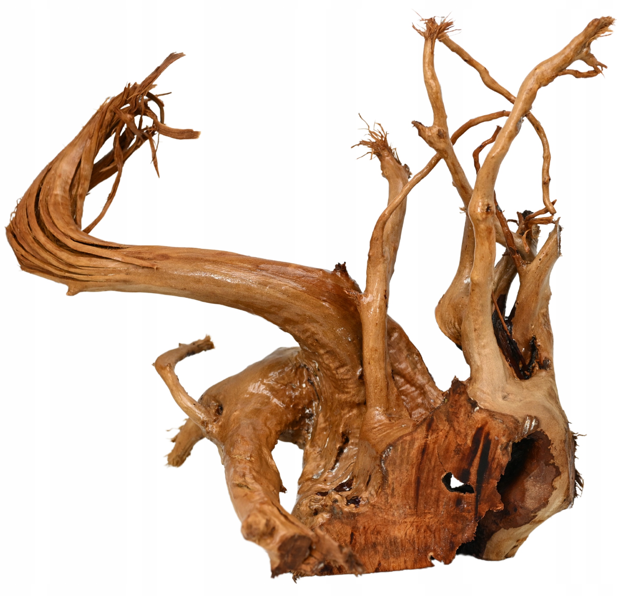 Petsco Naturalny korzeń do akwarium i terrarium Red Moore Wood #2095