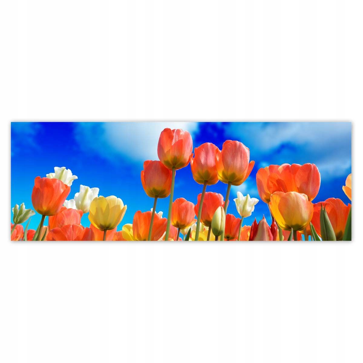 Fototapety 624x219 Kolorowe tulipany
