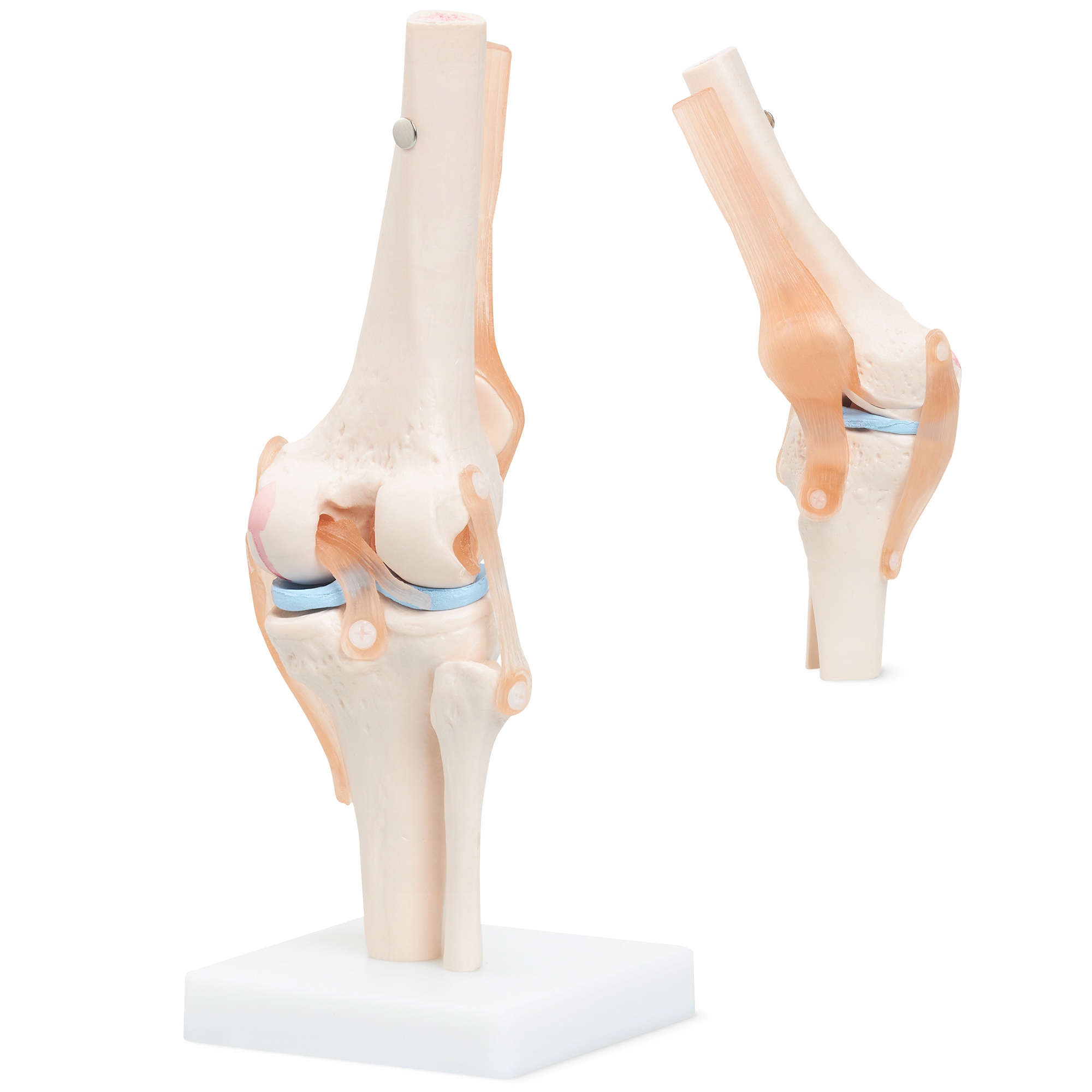 Kolano Staw Kolanowy Ruchomy Model Anatomiczny 1:1 Człowieka Dokładny 3D