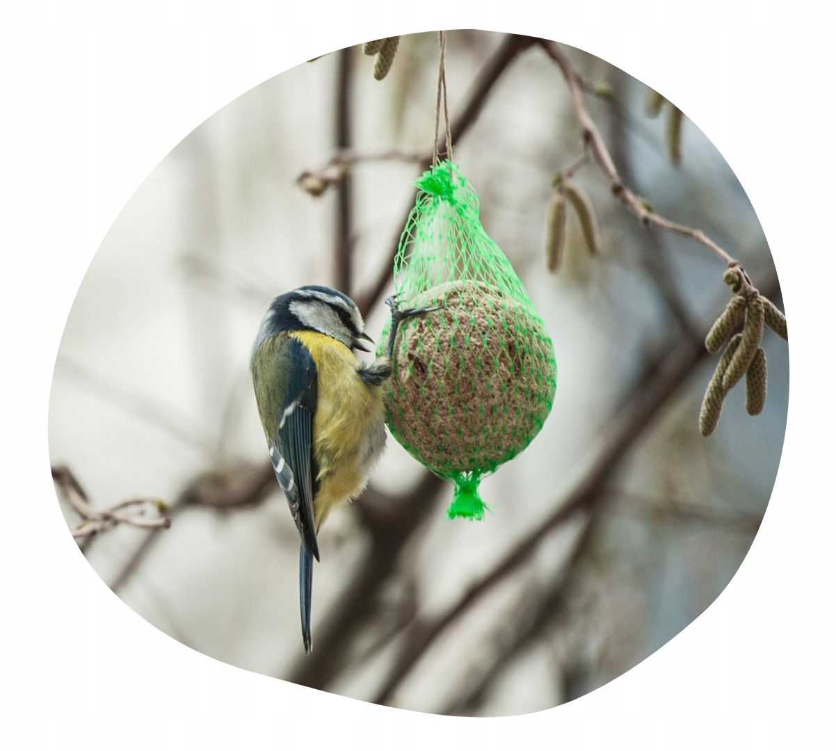 KULE TŁUSZCZOWE ZIARNO DLA PTAKÓW KARMNIK KARMA Rodzaj mieszanka
