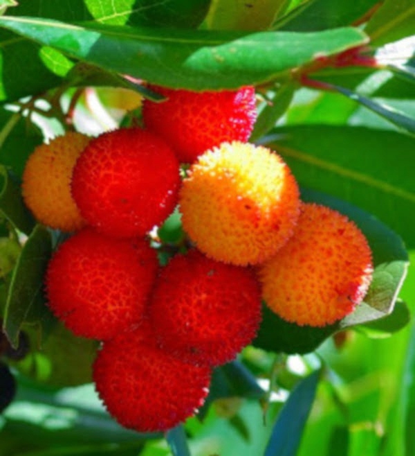 DRZEWO TRUSKAWKOWE - sadzonki w doniczkach