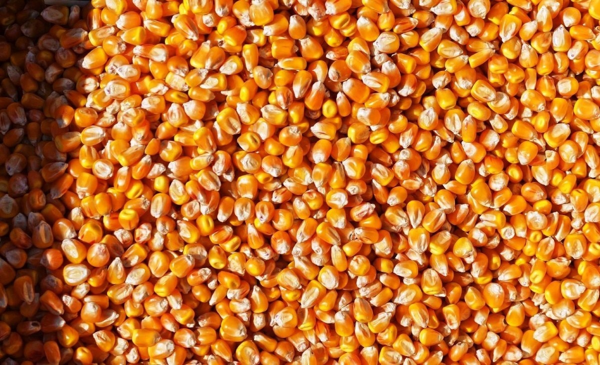 Kukurydza 25kg PROMOCJA Drobiu kur zanęta ziarno 25kg