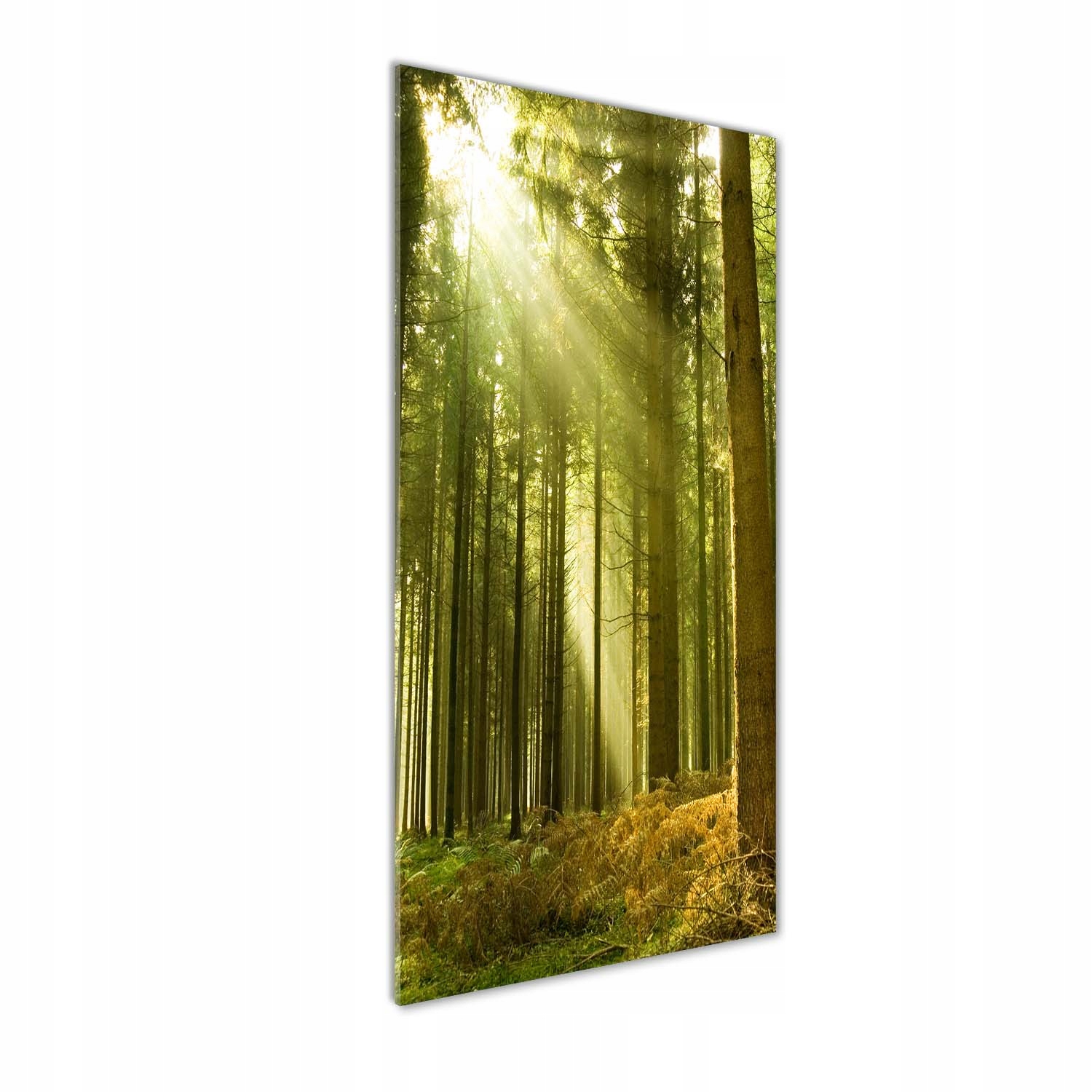 

Foto obraz akryl do salonu Słońce w lesie 50x125cm