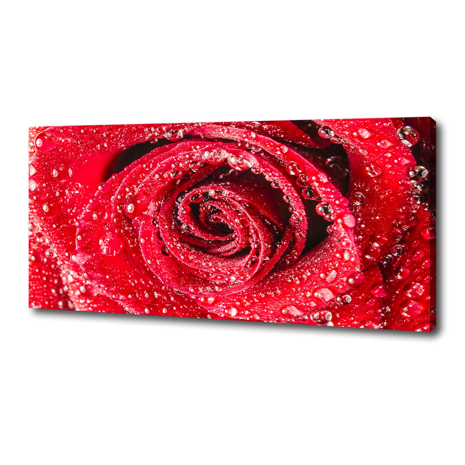 

Foto obraz na płótnie Krople wody na róży 125x50cm