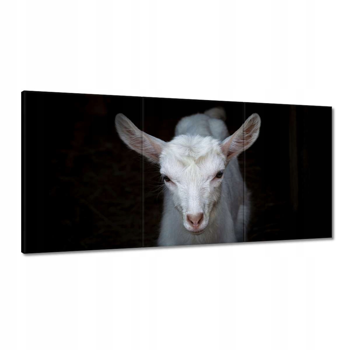 Obrazy 180x90 Biela malá koza zviera
