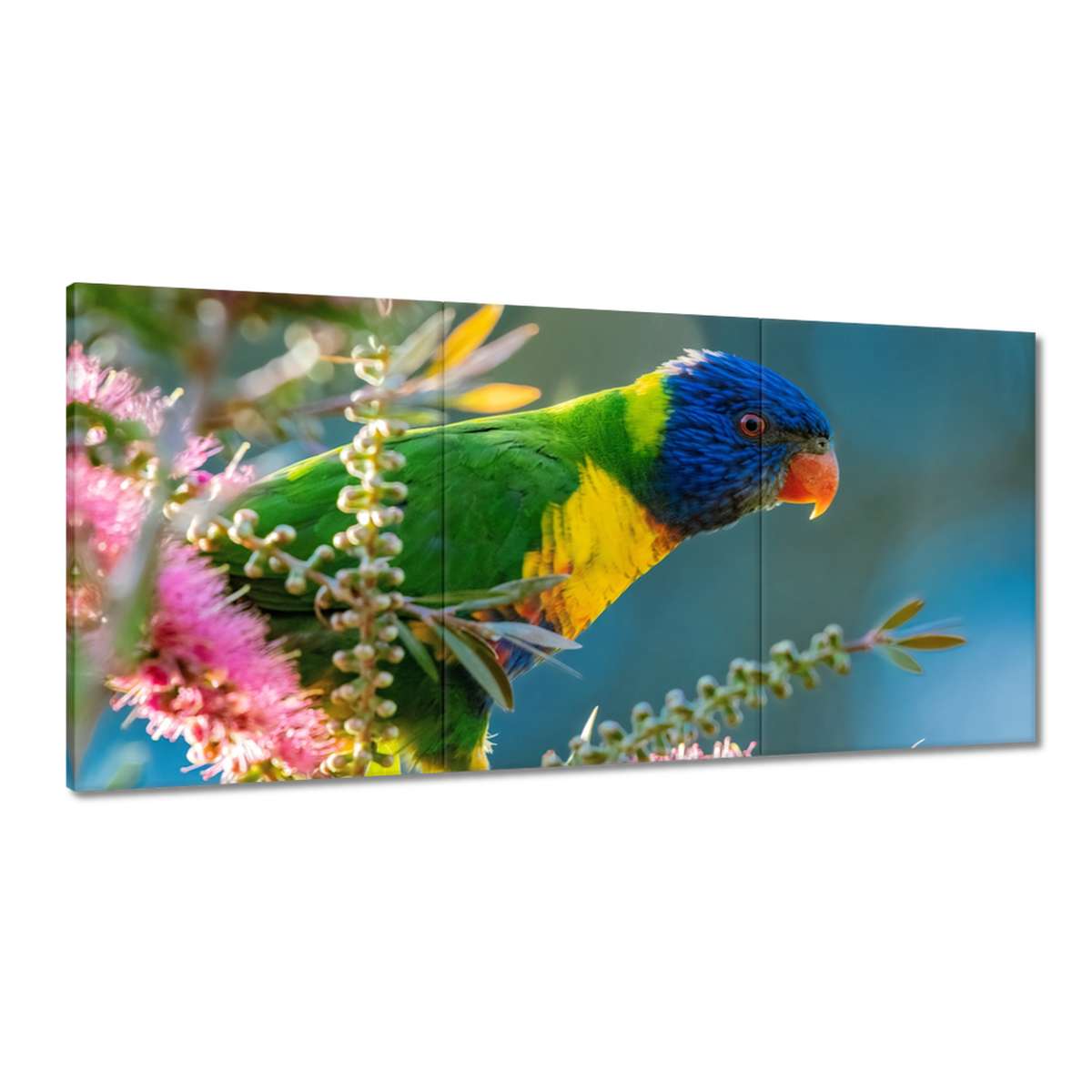 Obrazy 180x90 Papagáje Vtáky
