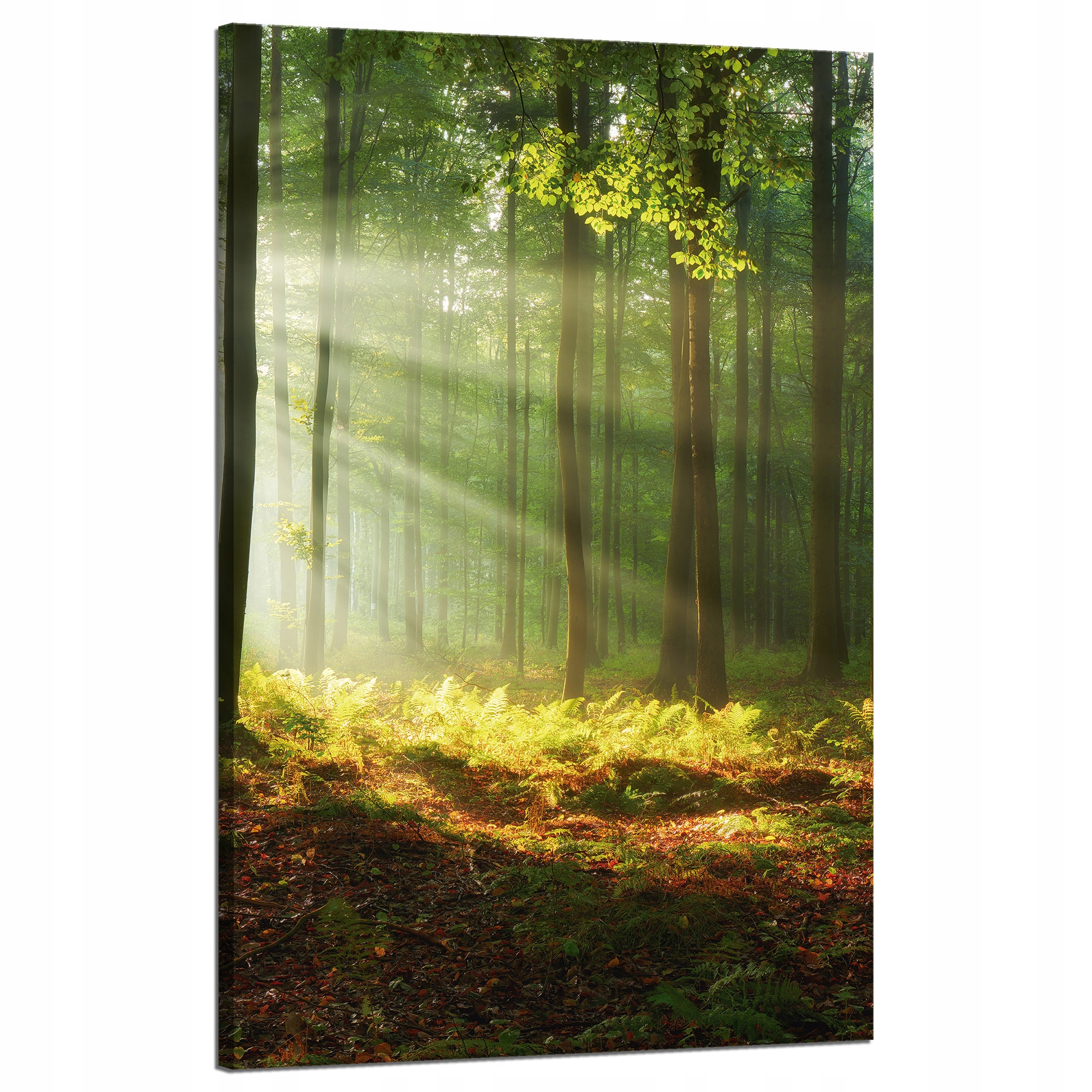 Obraz na plátně Světlo v lese Příroda Stromy 50x80 cm