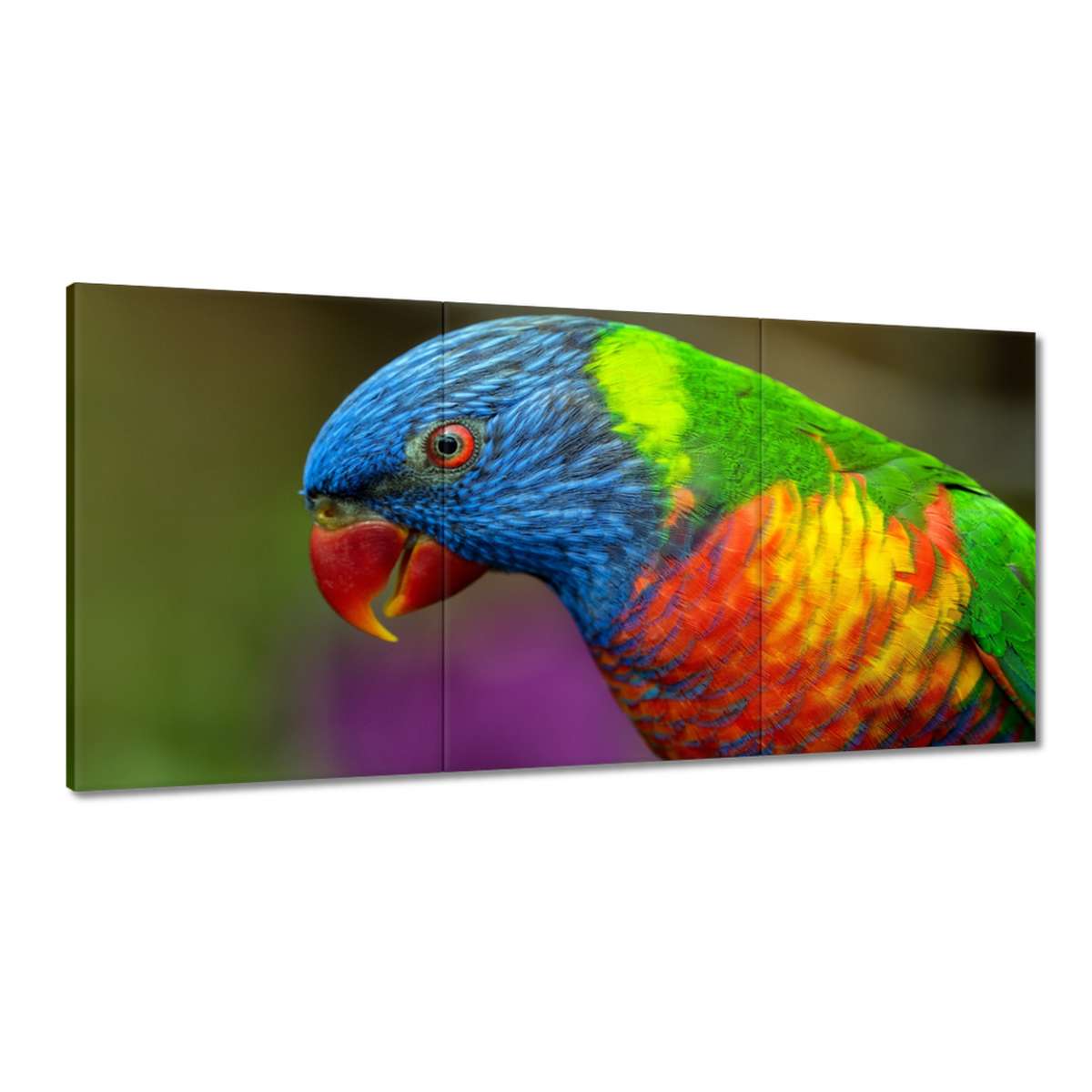 Obrazy 120x60 Papoušci Ptáčci