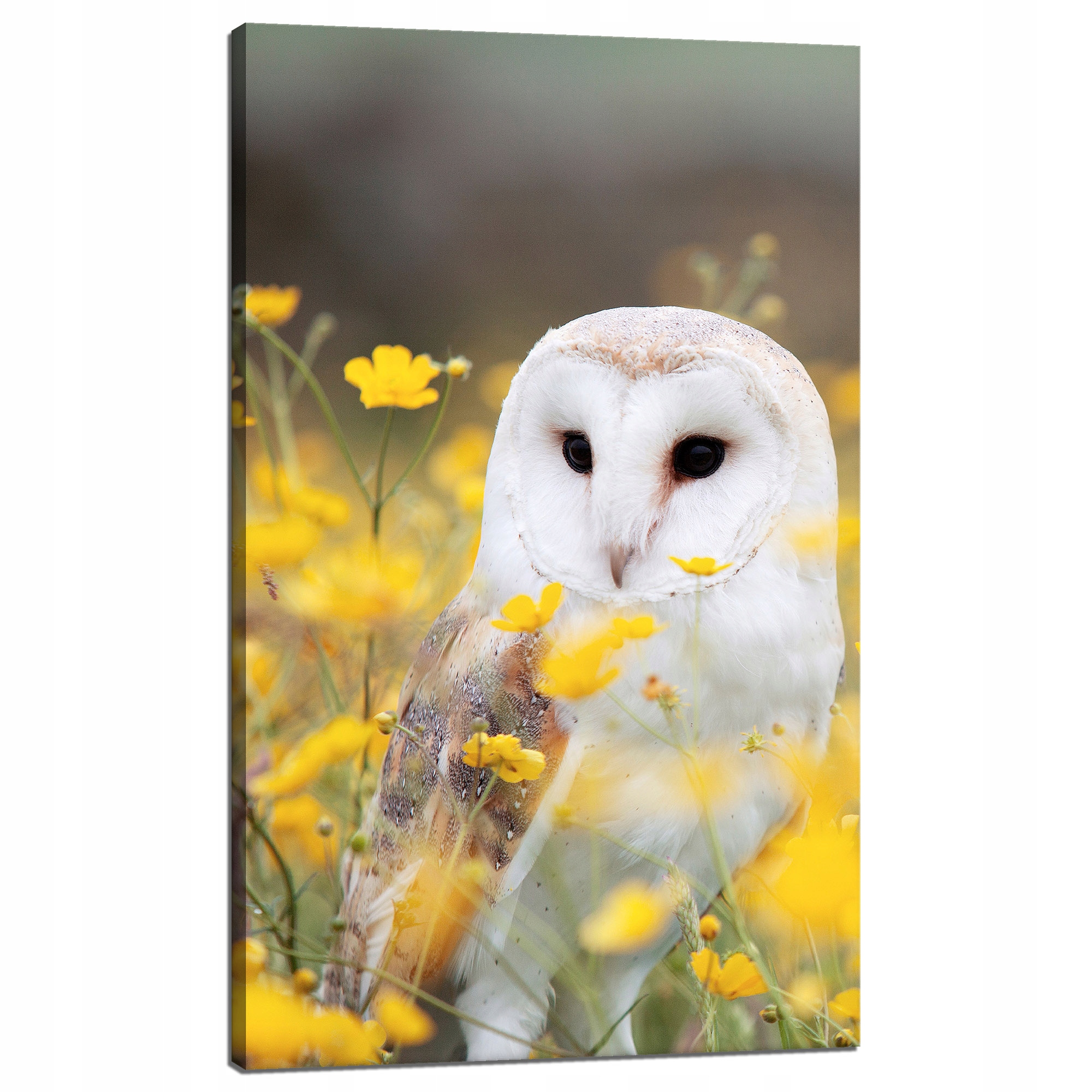 Obraz na plátně Bílá sova Květiny Příroda Louka Příroda Zvířata 60x100