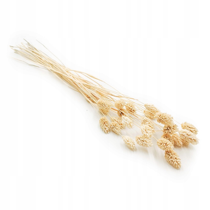 

Kanar Phalaris suszony Bielony