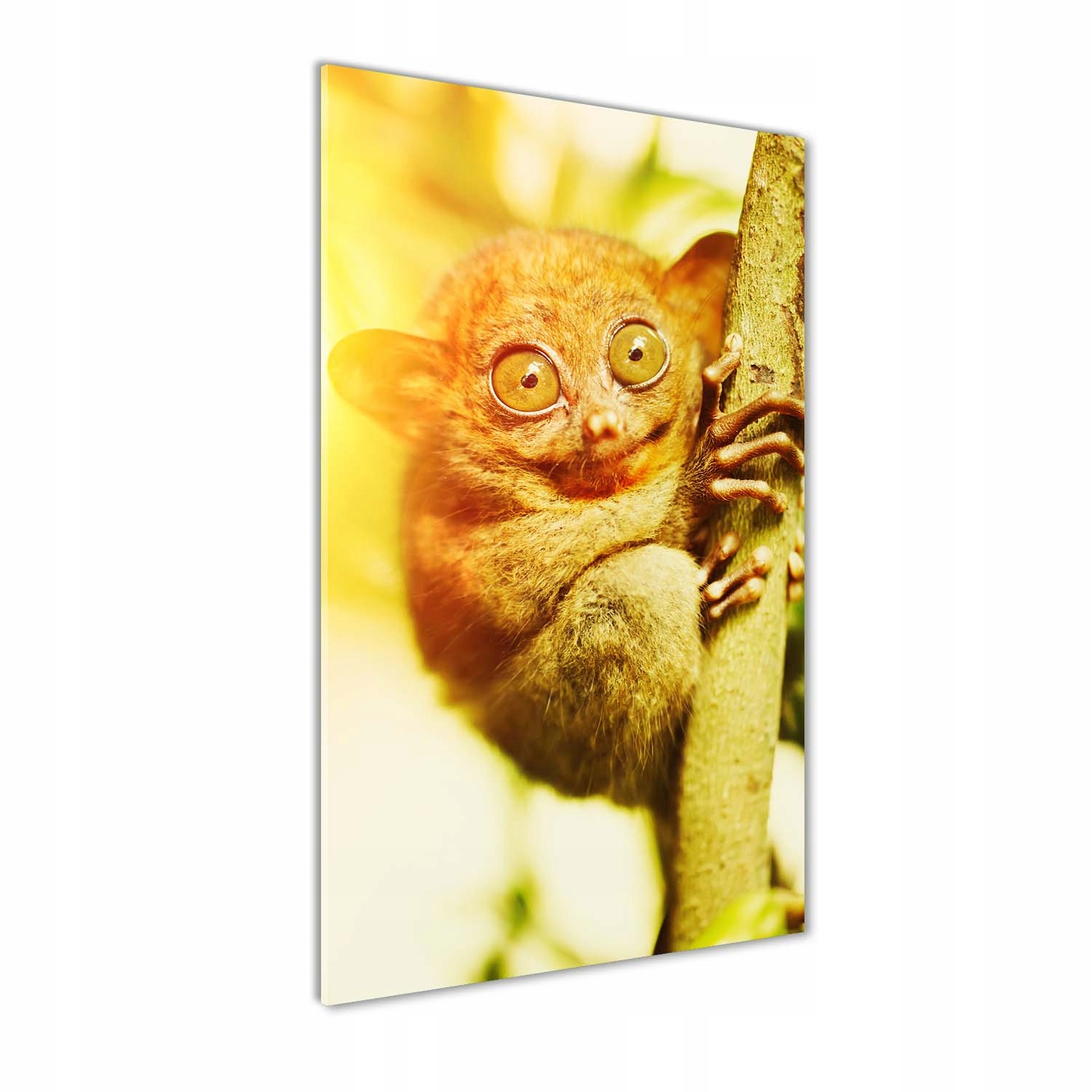 

Foto obraz akrylowy do salonu Wyrak upiorny 60x120
