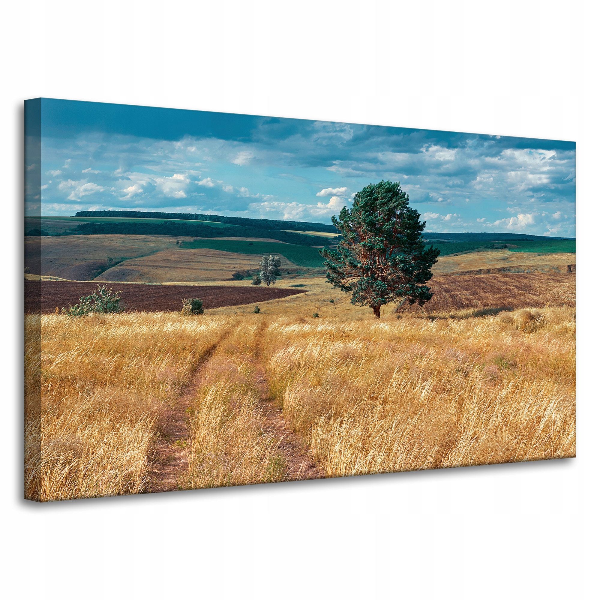 Obraz na plátně Pole Obilí Příroda Mraky Krajina 100x60 cm