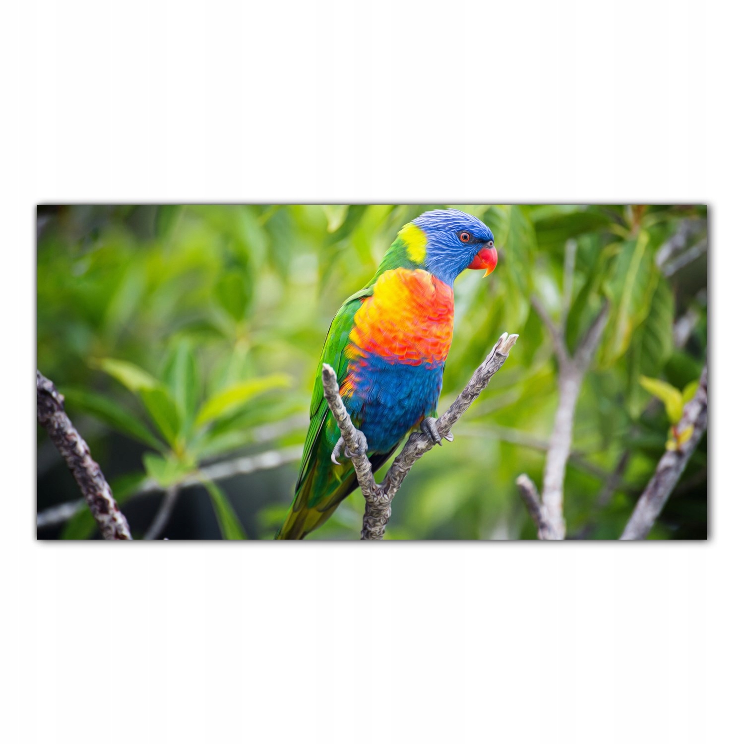 

Hartowany Obraz Szklany Papuga Tropiki Ptak 120x60
