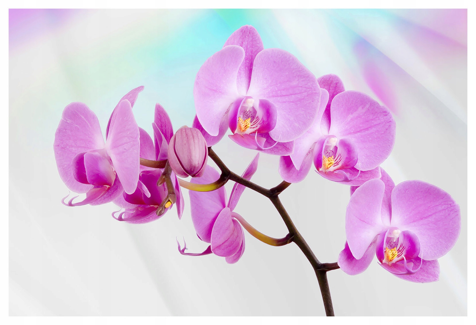 Vliesová fototapeta Růžové orchideje jemnost na zdi 312x219 lepidlo