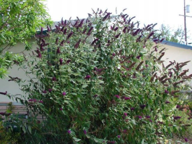 BUDLEJA CZARNA Black Knight - sadz. w doniczkach ! Producent inna