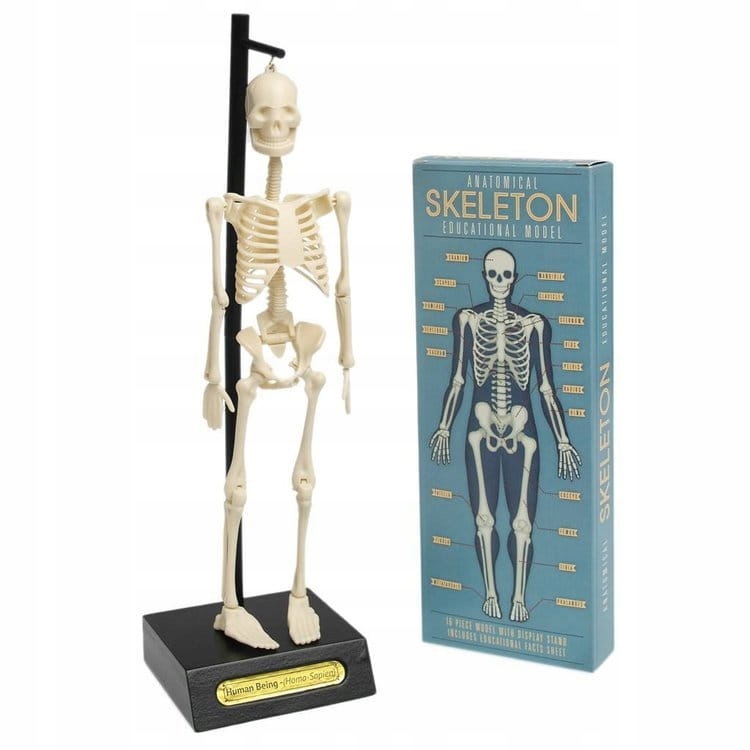 

Model Szkieletu Człowieka Anatomiczny Rex London
