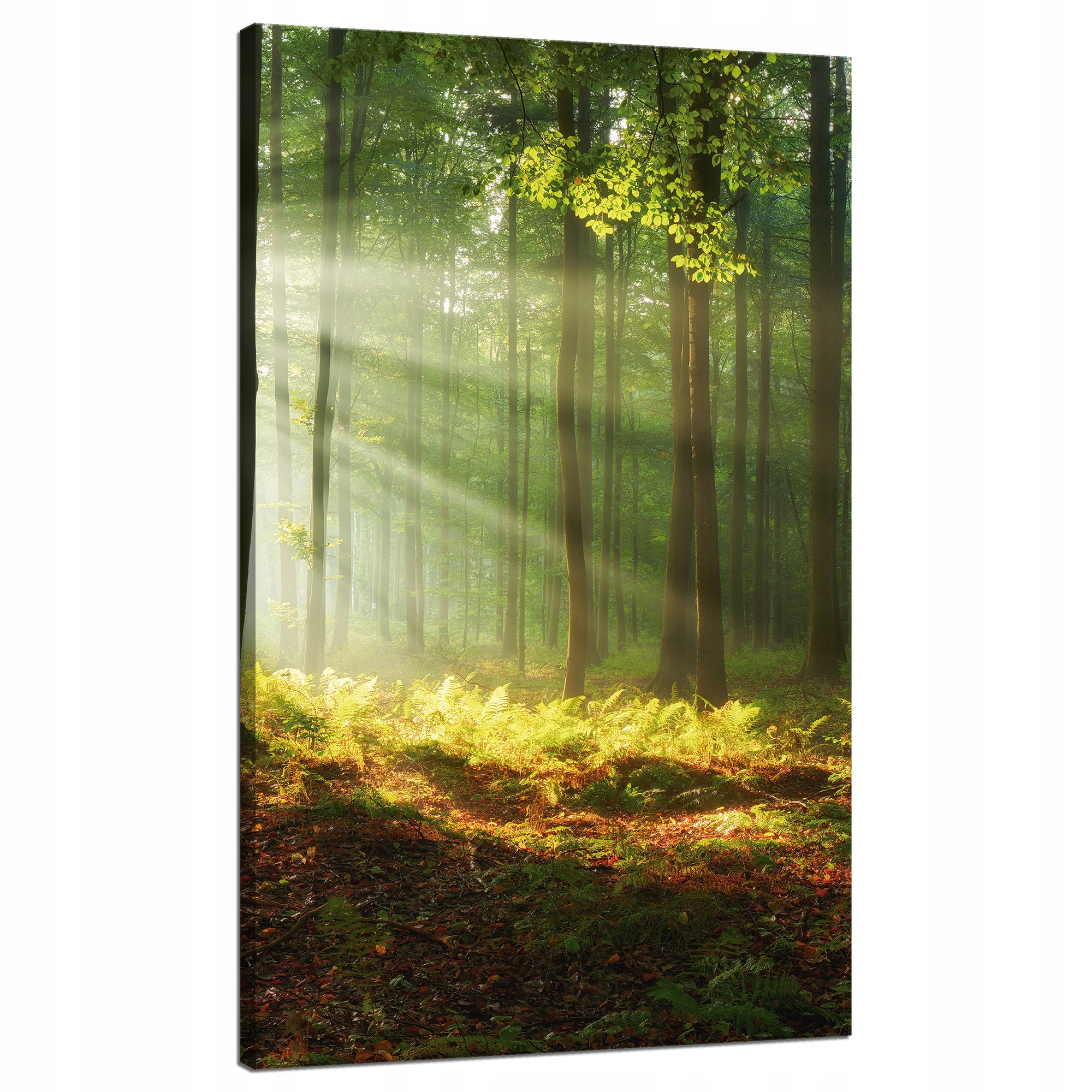 Obraz na plátně Světlo v lese Příroda Stromy 70x120 cm