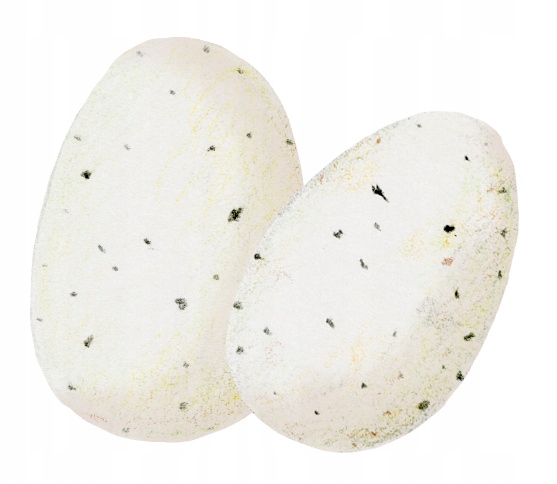 FABER-CASTELL Kredki trójkątne szkolne Grip 18+6 /24 kol naklejki Dinozaury Stan opakowania oryginalne