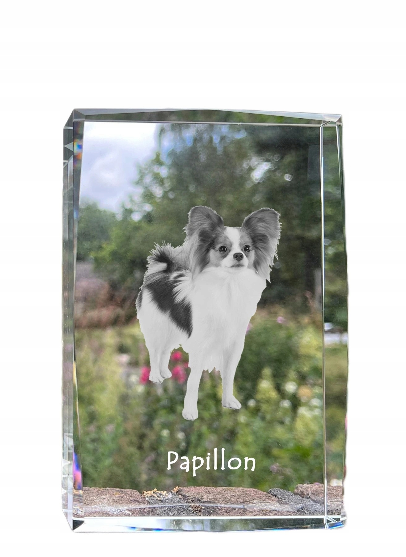 Papillon, Spaniel Kontynentalny kryształ ze zdjęciem psa, zdjęcie w szkle