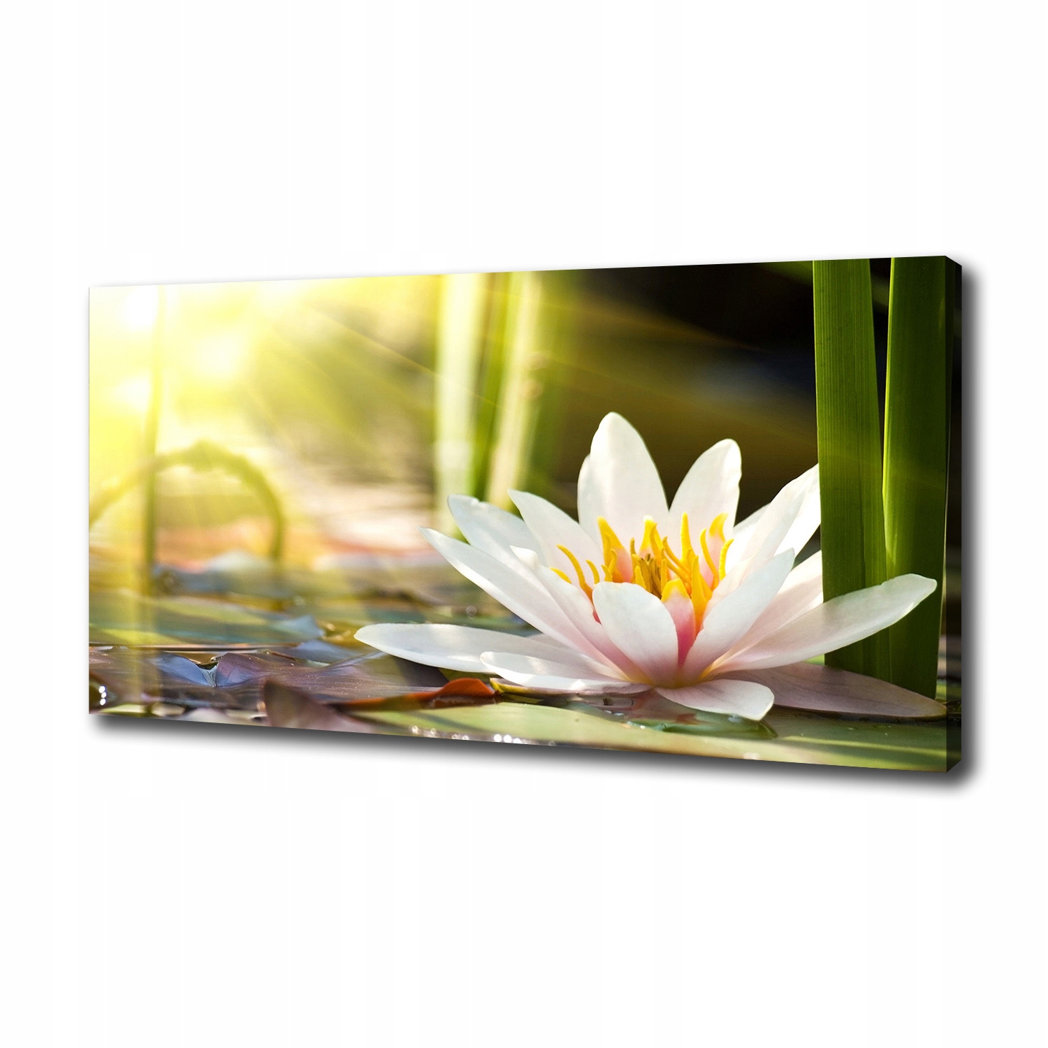 

Foto obraz canvas na ścianę Lilia wodna 100x50 cm