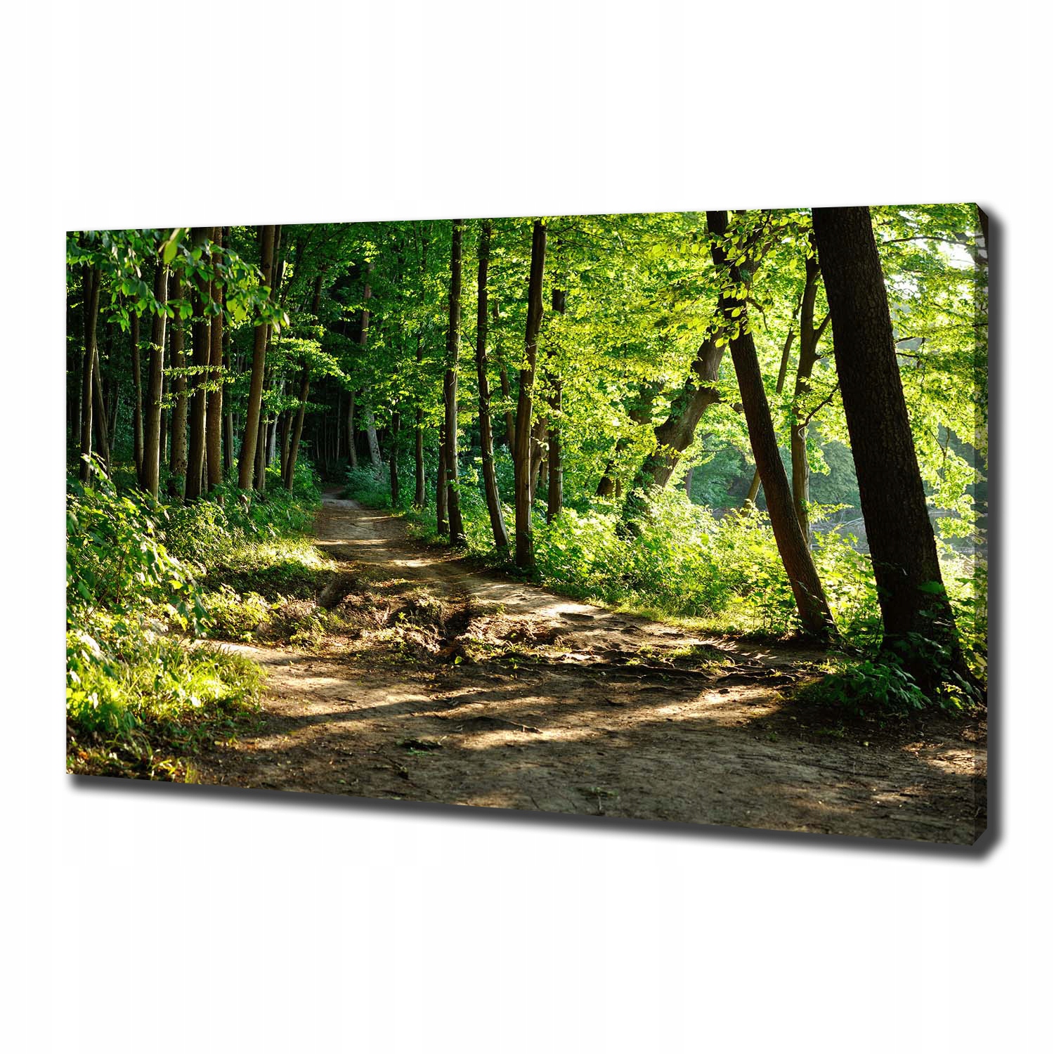 

Foto obraz na płótnie Ścieżka na łące 100x70 cm