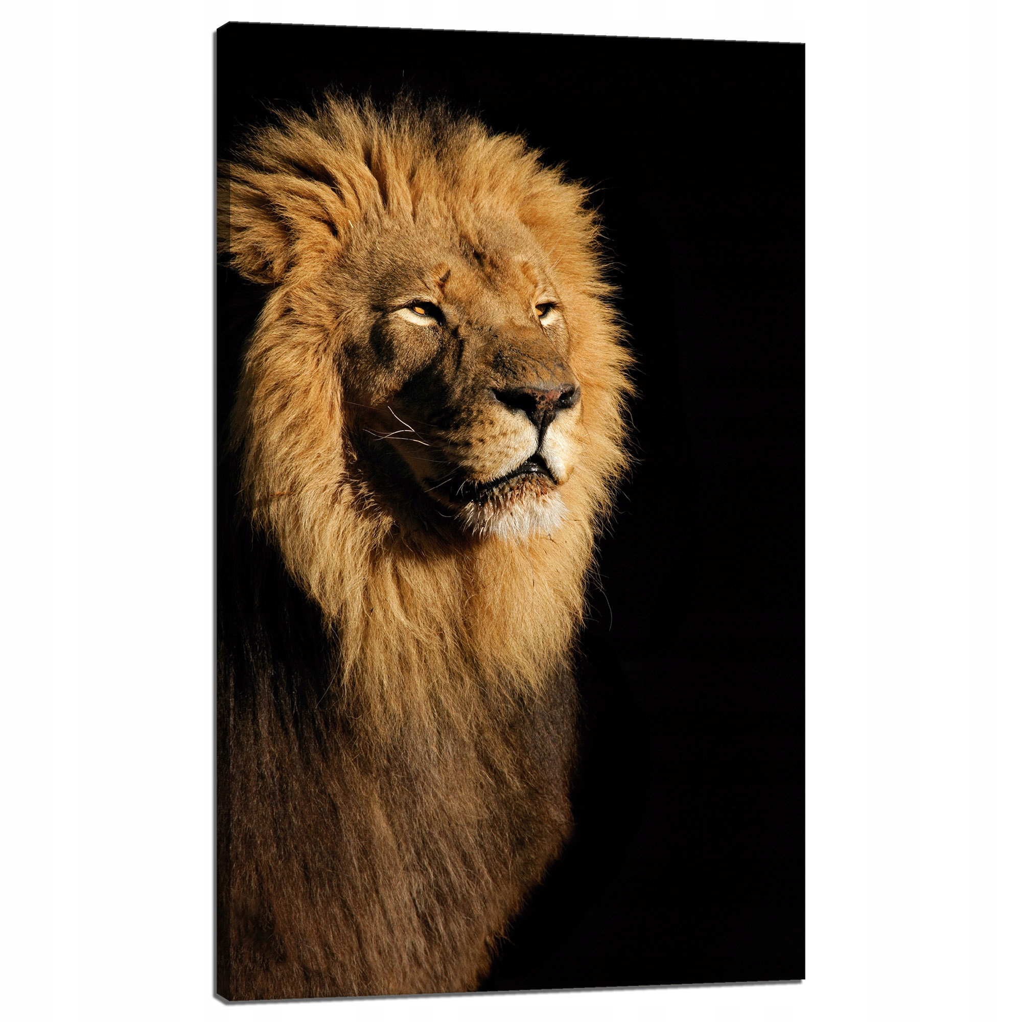 Obraz na plátně Osvětlený Lev Krása Hříva 60x100 cm