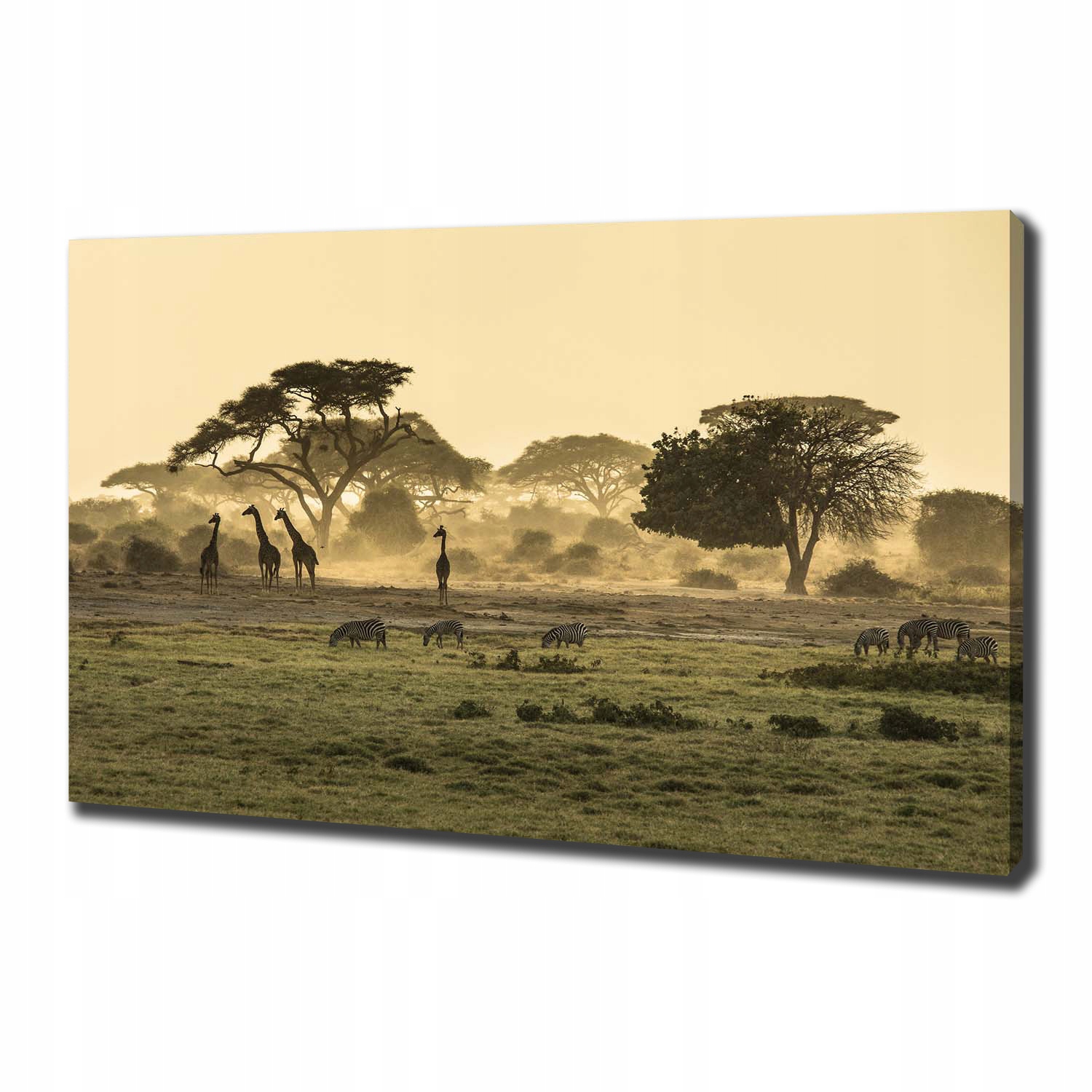 

Foto obraz na płótnie Żyrafy na sawannie 100x70 cm