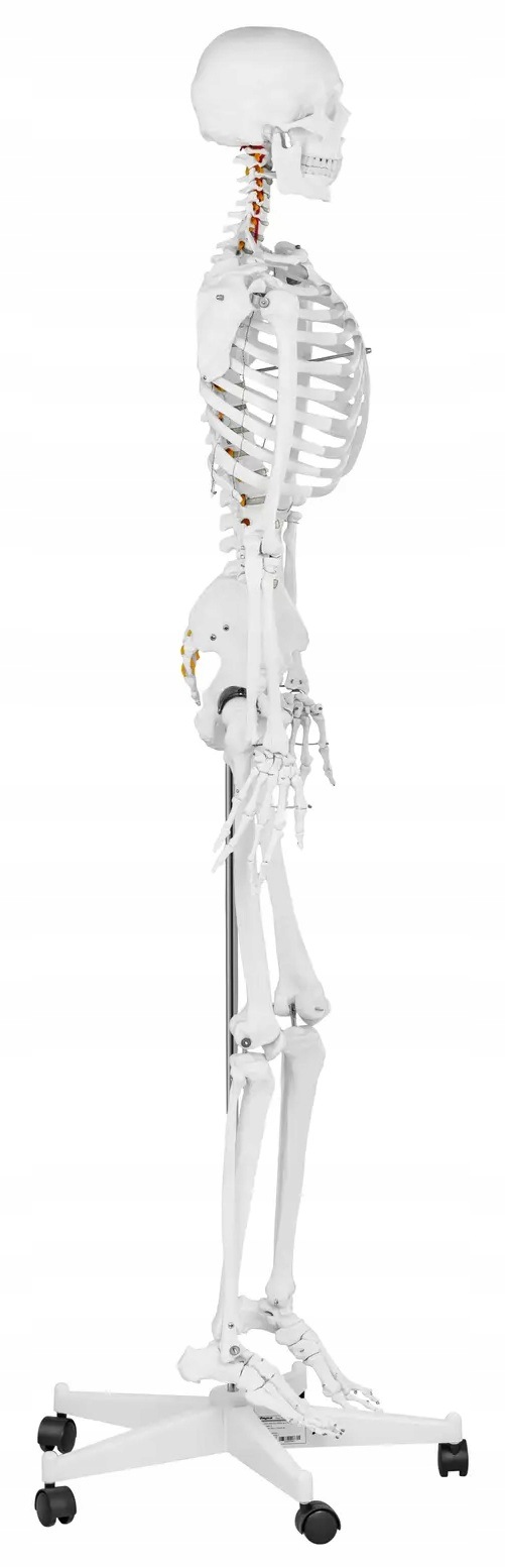 Model anatomiczny szkieletu człowieka 1:1 kolorowy Physa PHY-SK-2 10040238