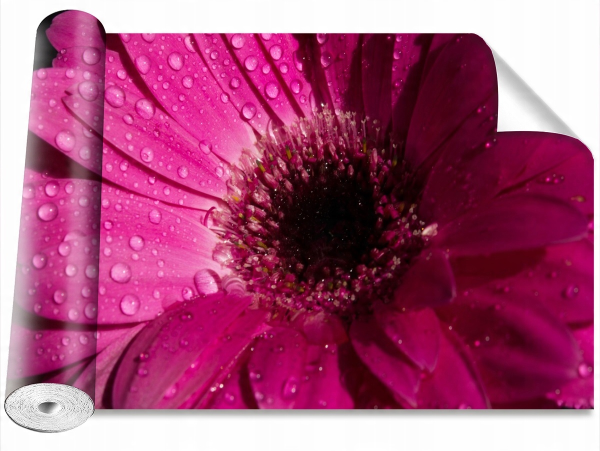 

Tapeta Samoprzylepna Gerbera Fioletowy - 152x104