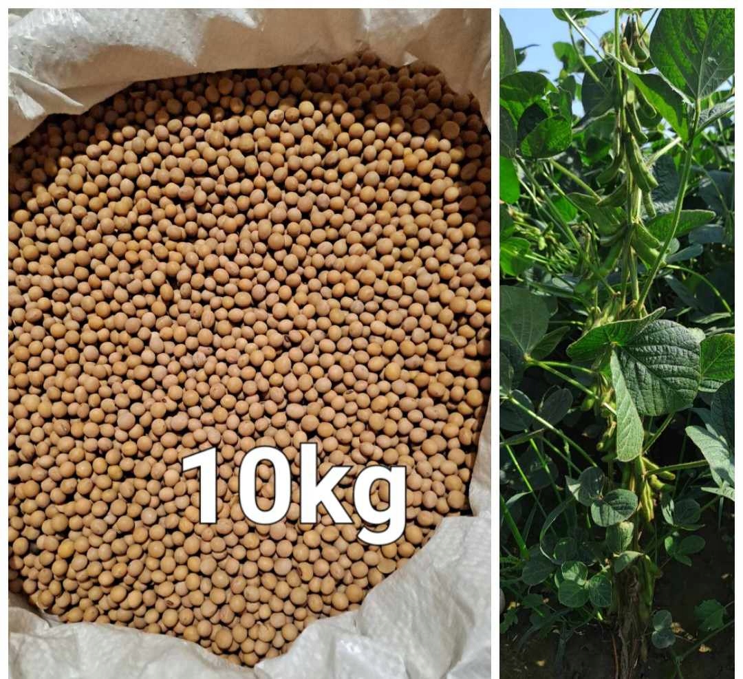 Soja ziarno 10 kg