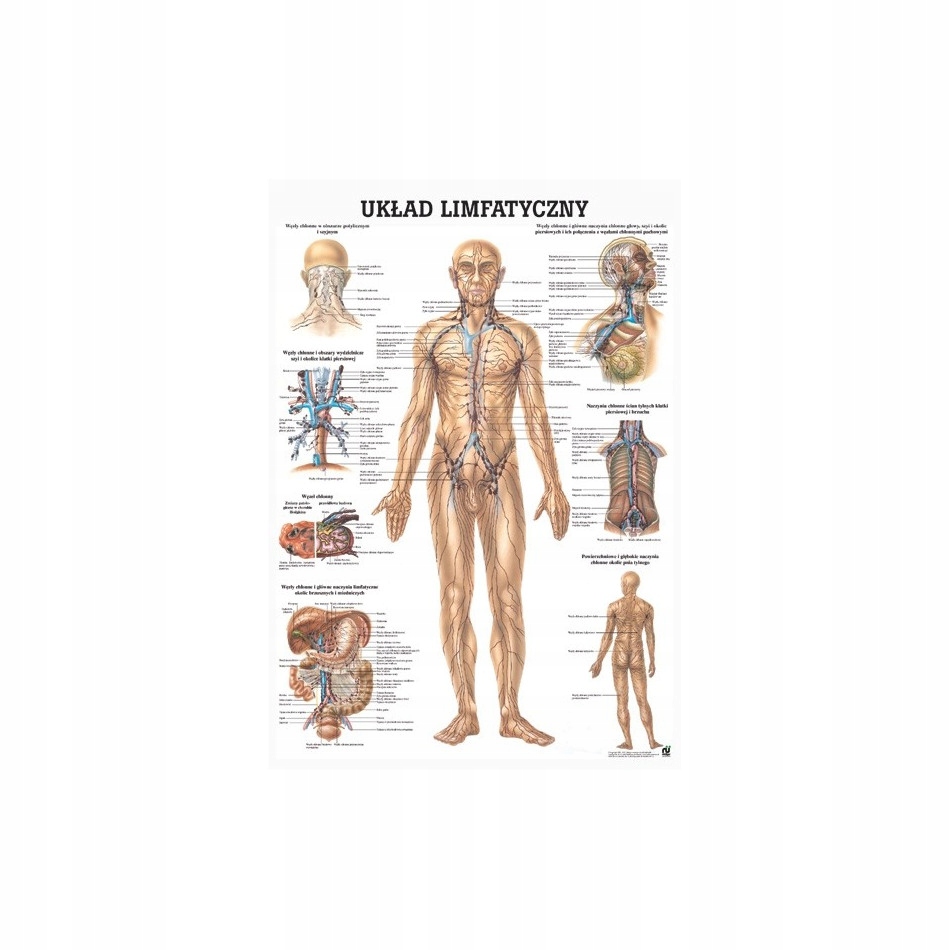 Plansza anatomiczna układ limfatyczny chłonny Pl 100x70 cm