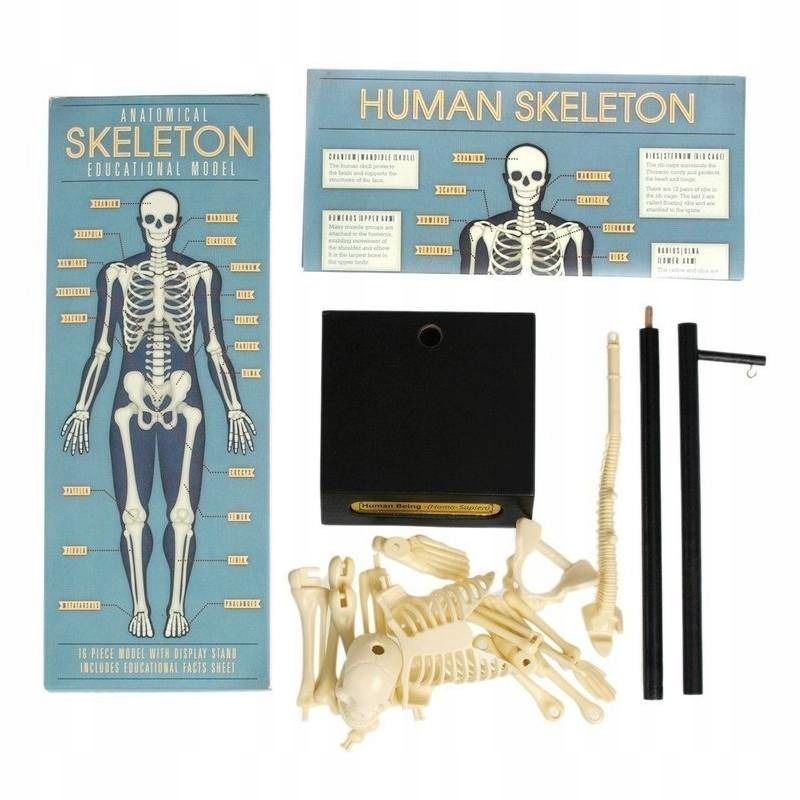 Anatomiczny Model Szkieletu Człowieka Rex London Kod producenta 24787