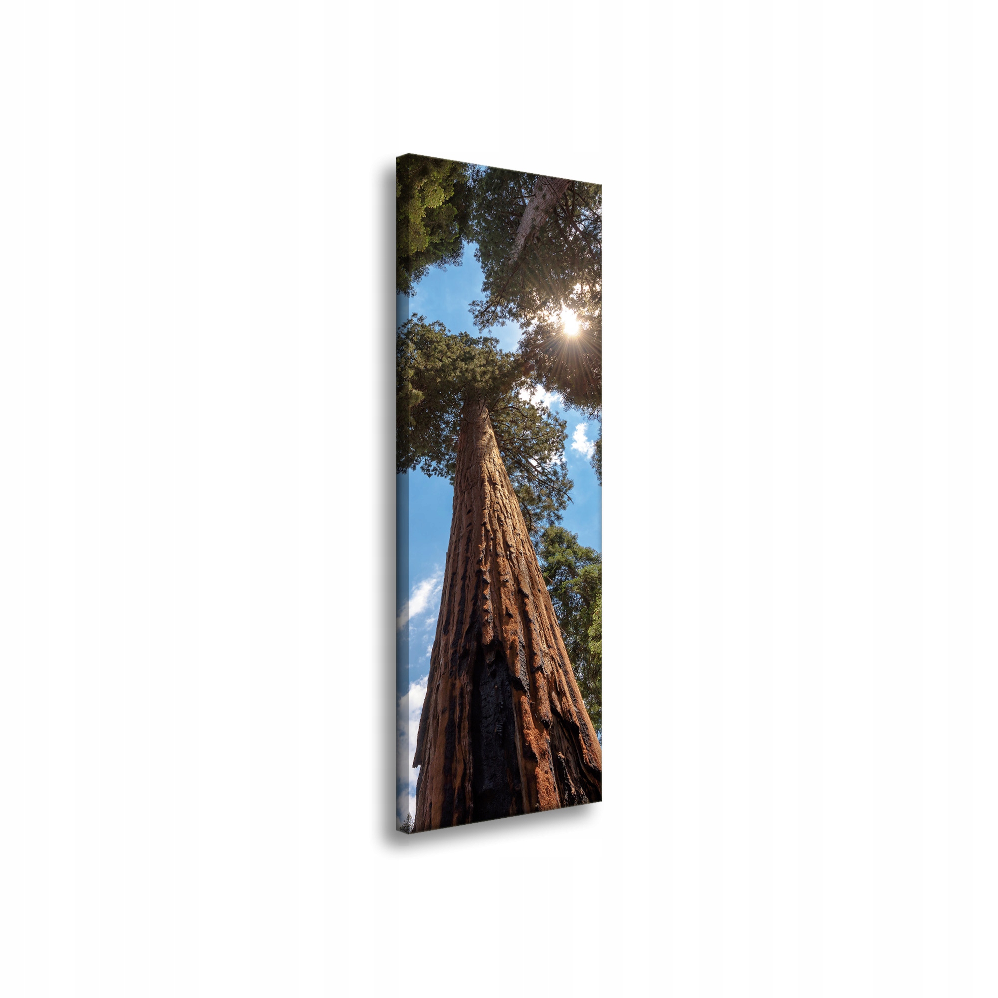 Obraz na plátně Vysoké stromy Nebe Příroda Slunce 40x120 cm