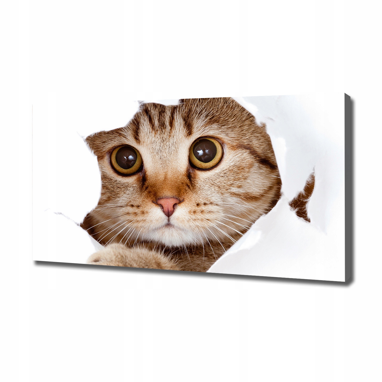 

Nowoczesny obraz na płótnie zdjęcie Kot 120x60 cm