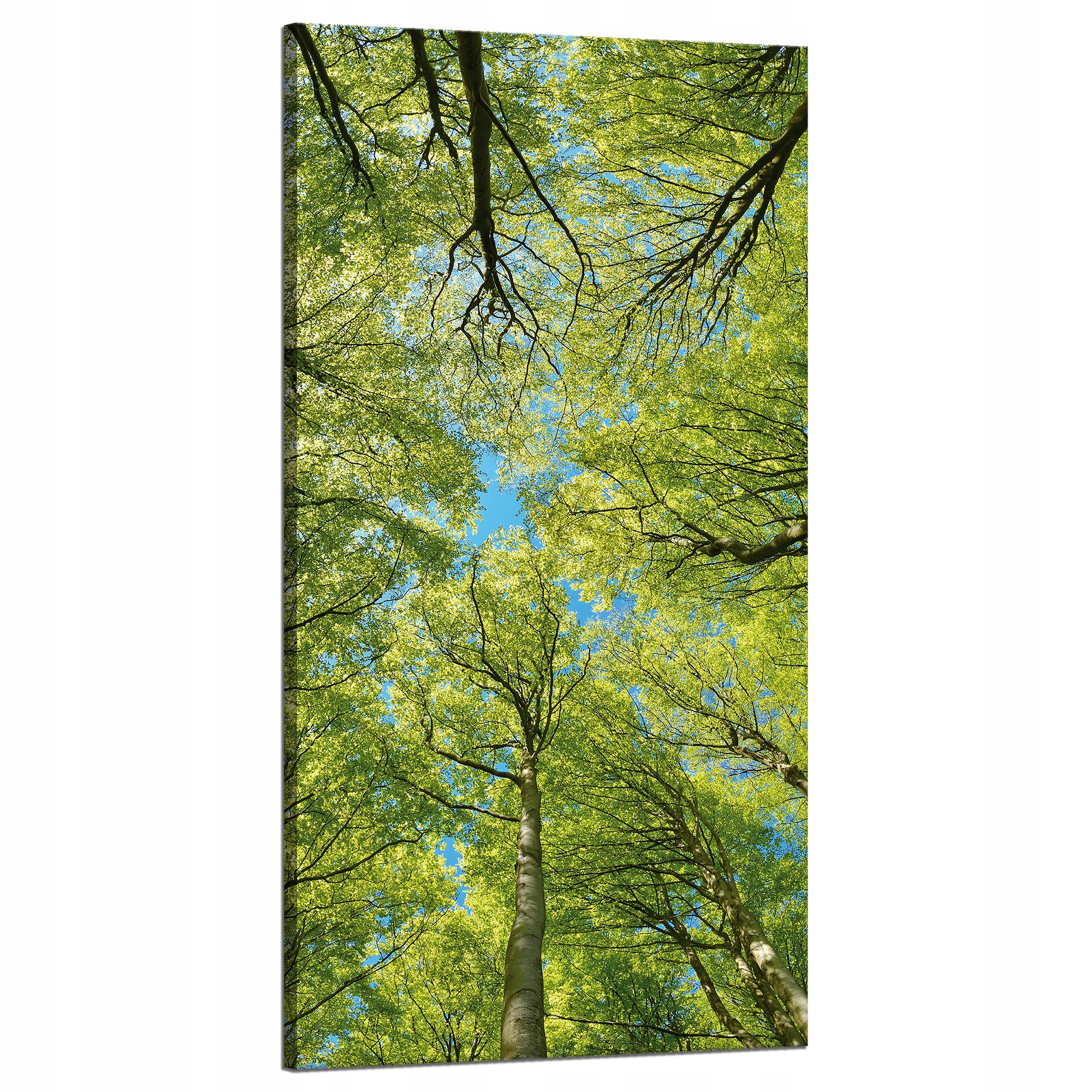 Obraz na plátně Listy Stromy Zeleň Slunce Nebe 60x120 cm